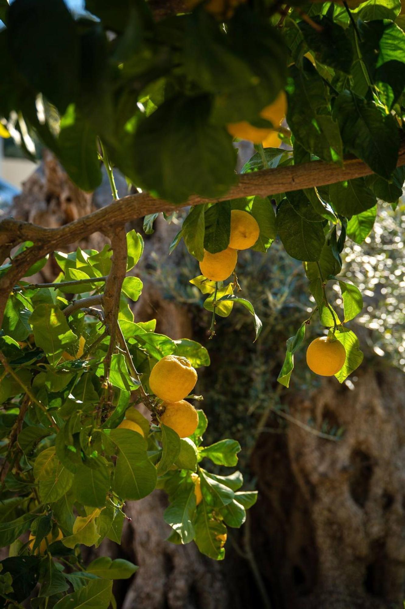 Physis Country House Near Matala Beach & Faistos Kouses Exteriör bild