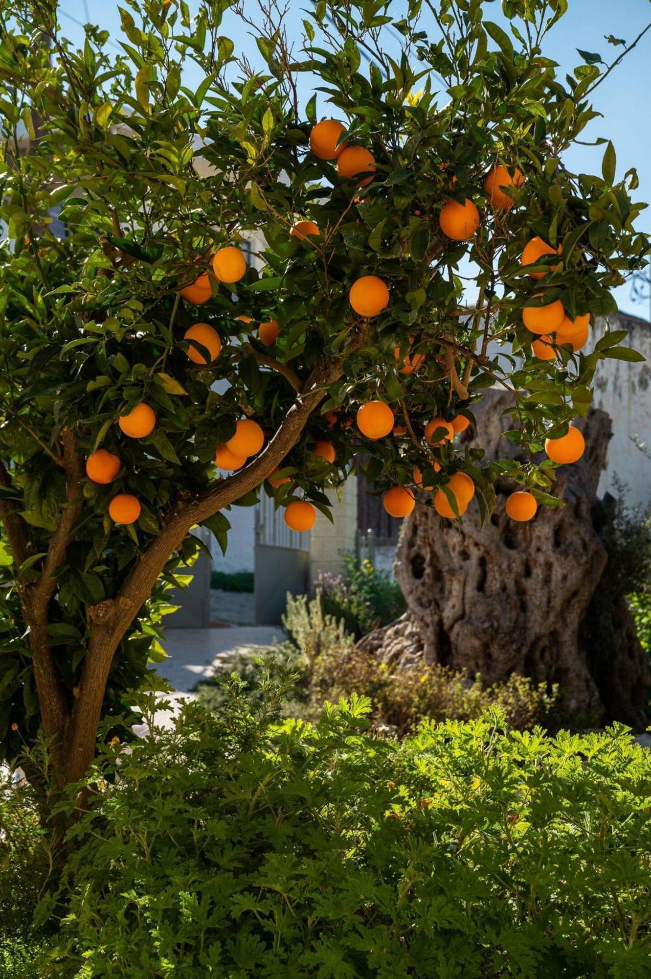 Physis Country House Near Matala Beach & Faistos Kouses Exteriör bild